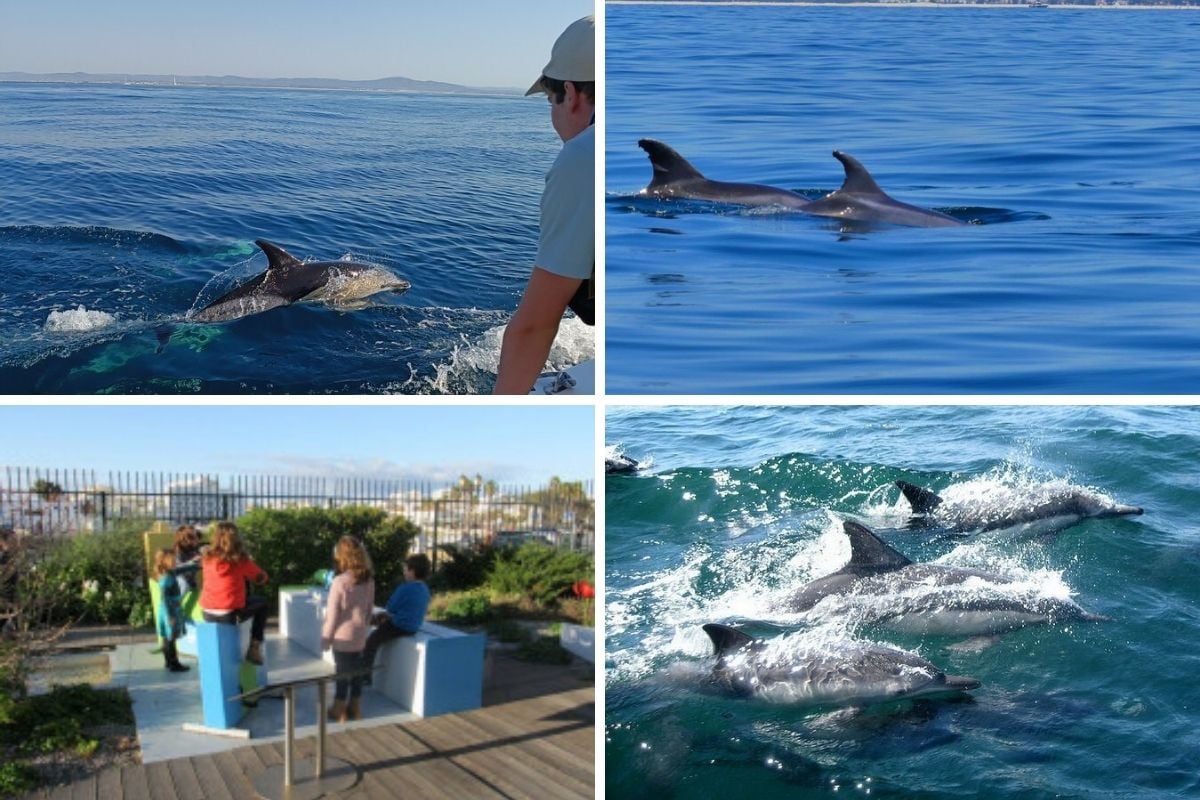 dolphin watching in Faro