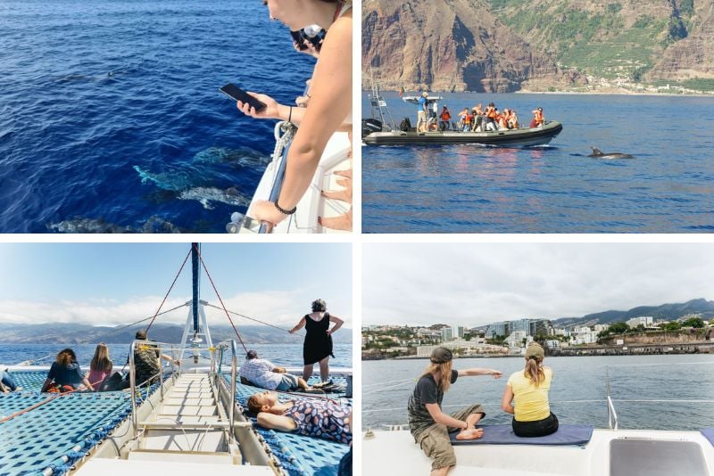 dolphin watching in Madeira Island