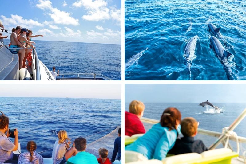 dolphin watching in Mallorca