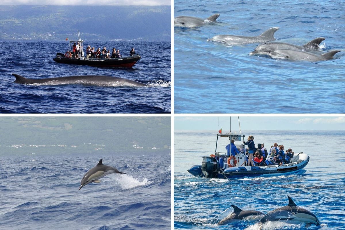 dolphin watching in Pico, Azores