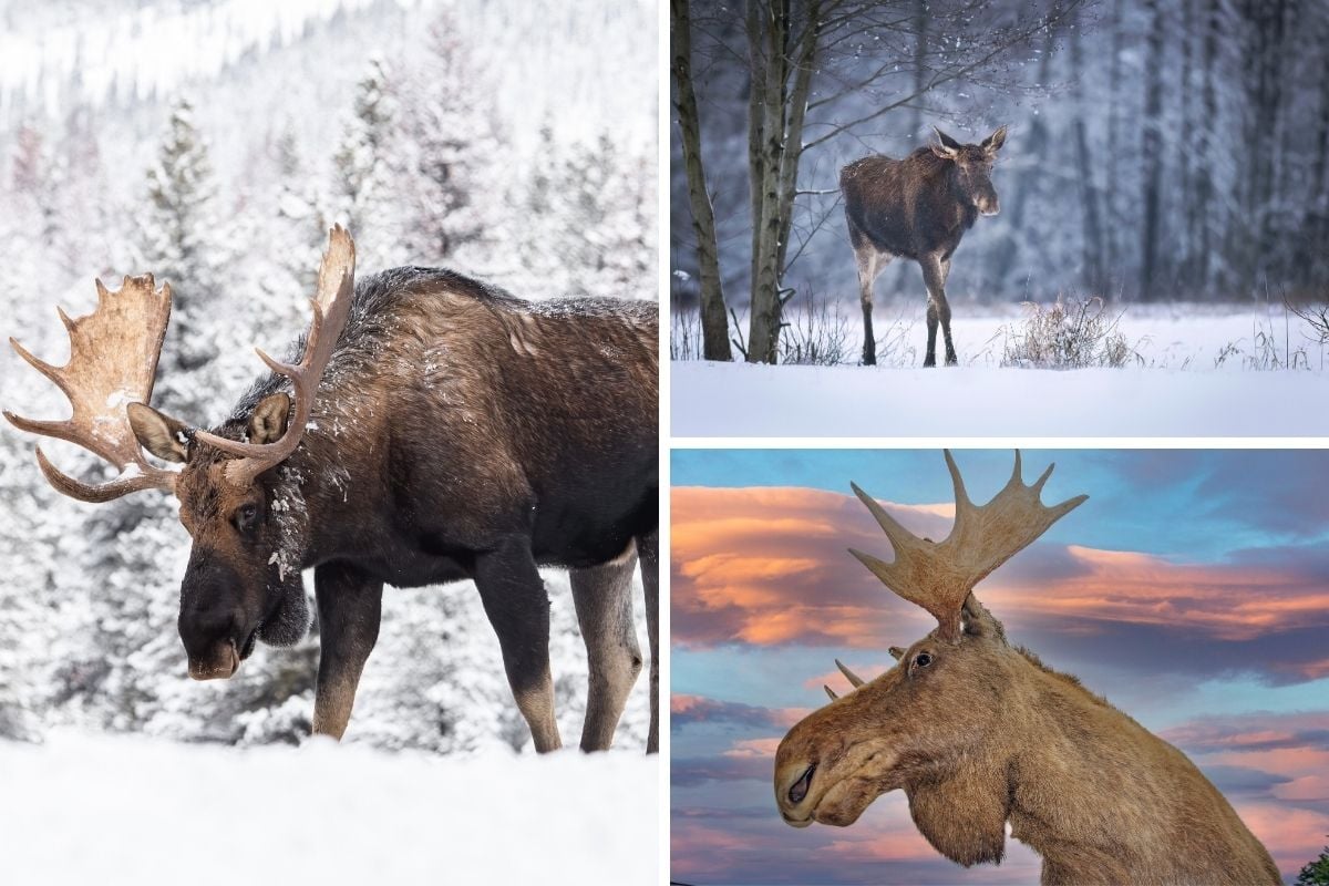 moose safari, Tromso