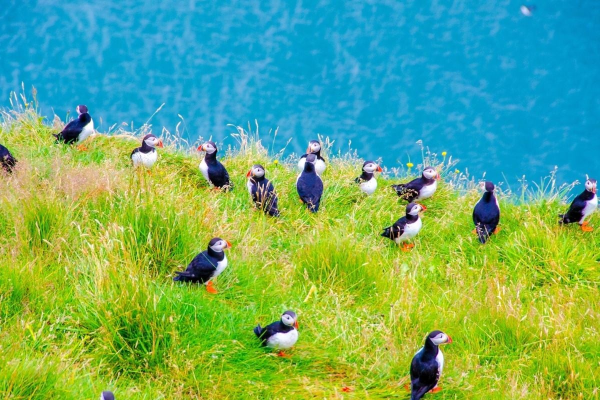 puffin watching in Iceland