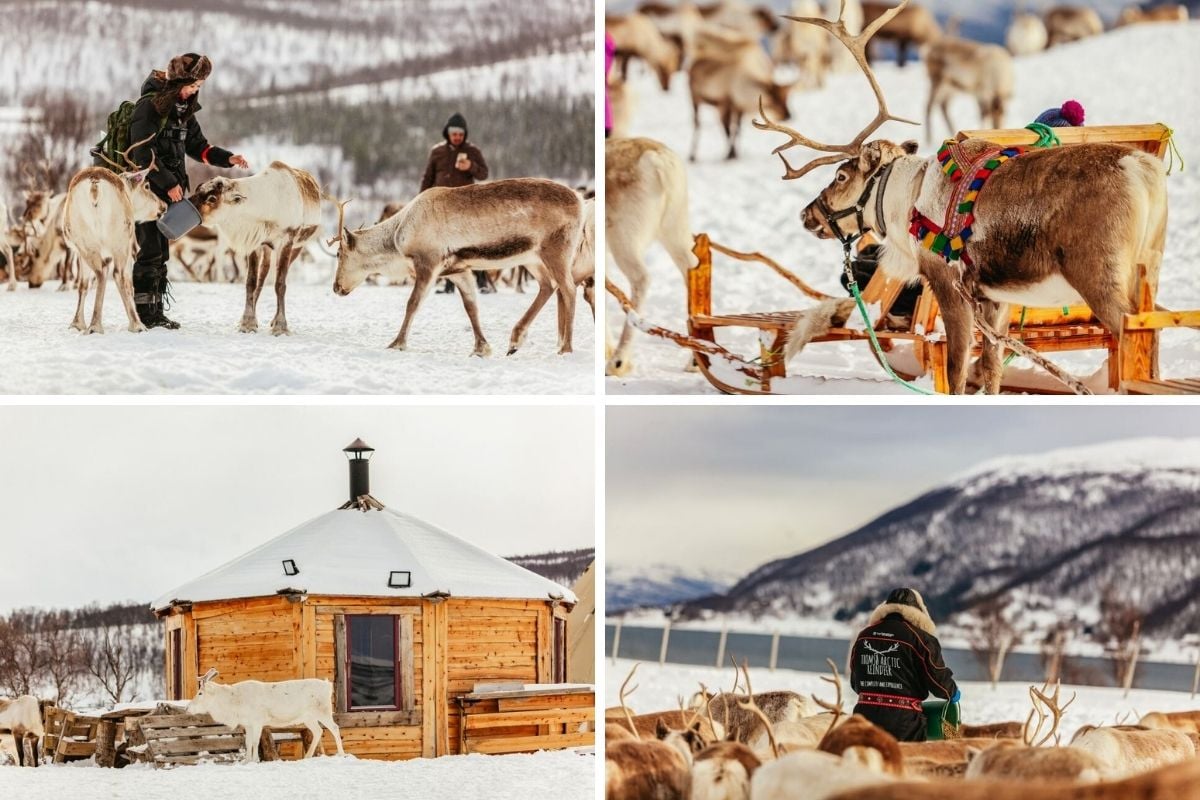 reindeer sledding, Tromso