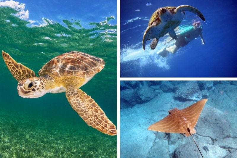 snorkeling, Tenerife