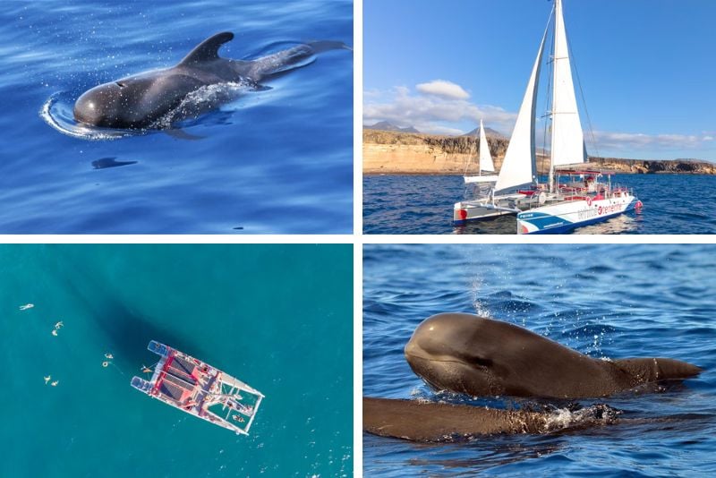 whale watching, Tenerife