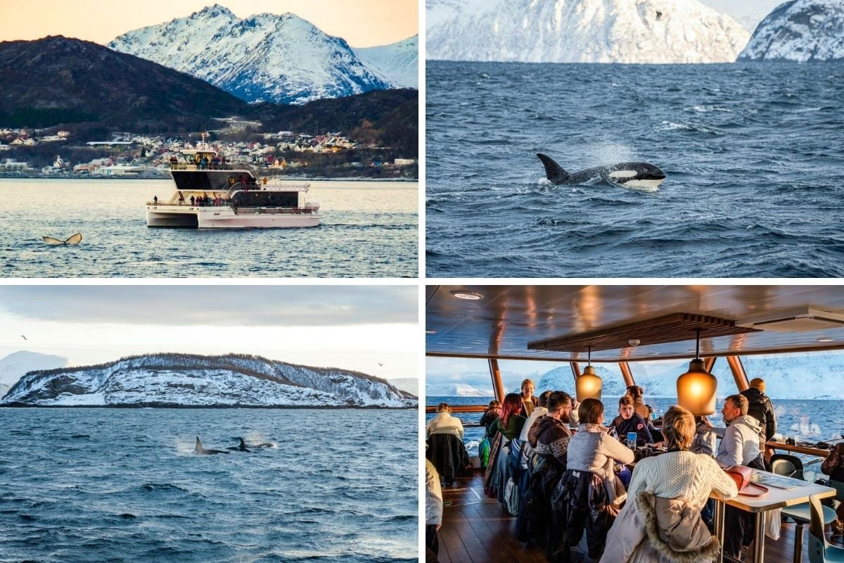whale watching, Tromso