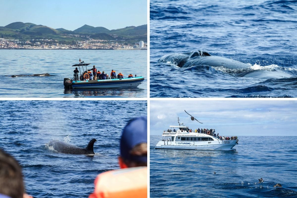 whale watching in São Miguel, Azores