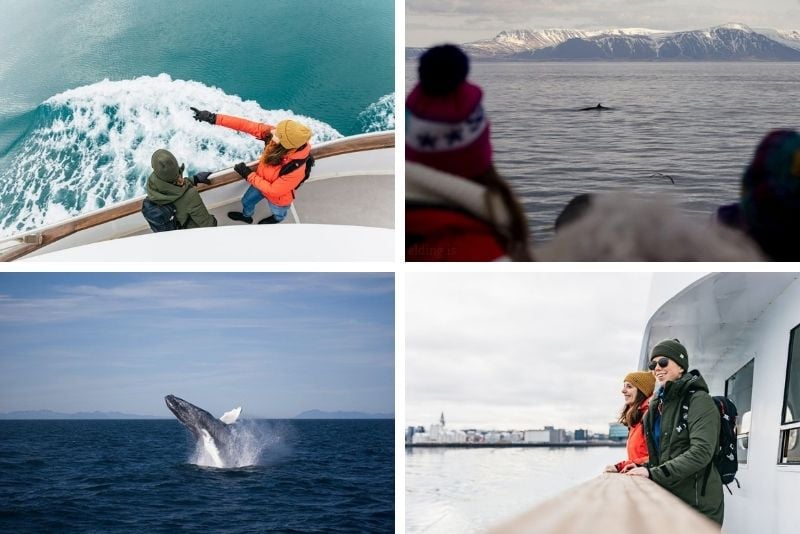 whale watching tours, Reykjavik