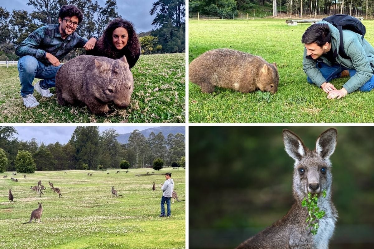 wombat & kangaroo tour from Sydney