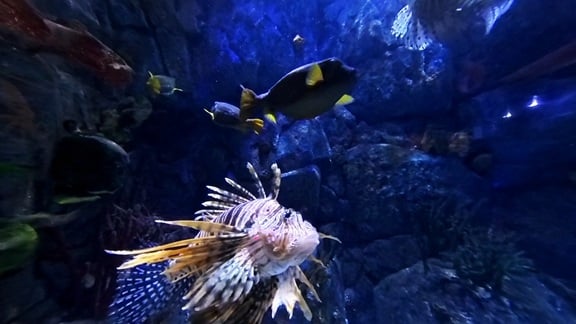 Lee más sobre el artículo Una tarde en el Acuario Atlantis de Xanadú