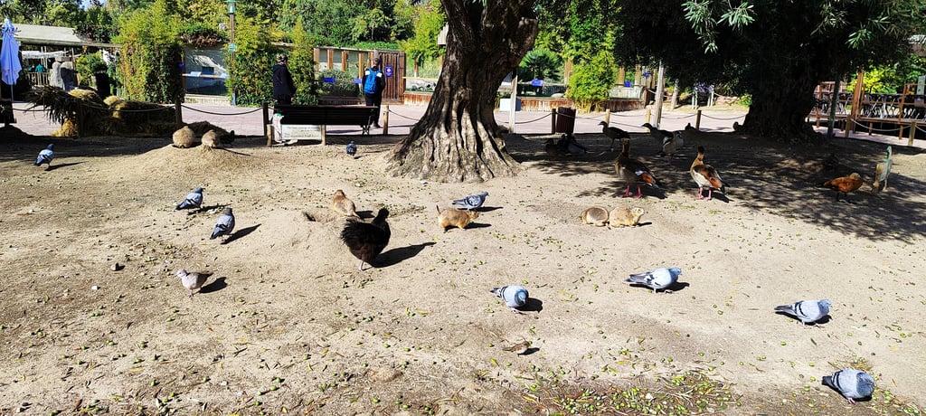 Perritos de las praderas, patos y palomas