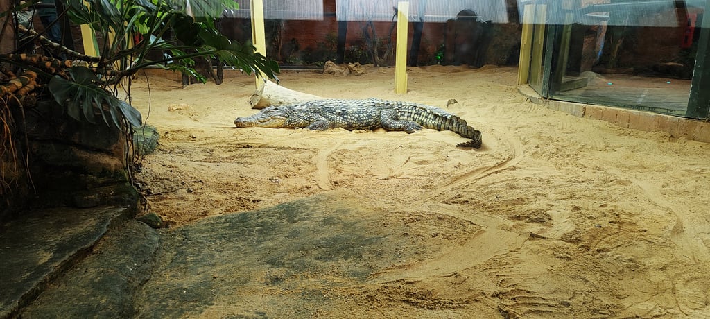 Cocodrilo - Qué ver en 1 día en Faunia