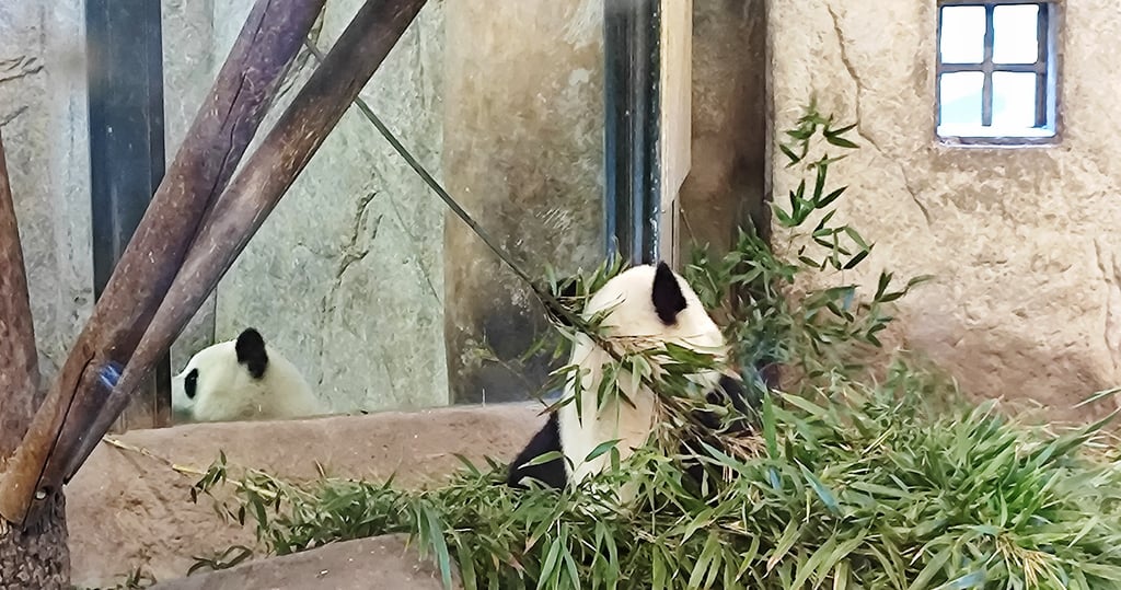 Osos Panda - 1 día en el Zoo Aquarium de Madrid