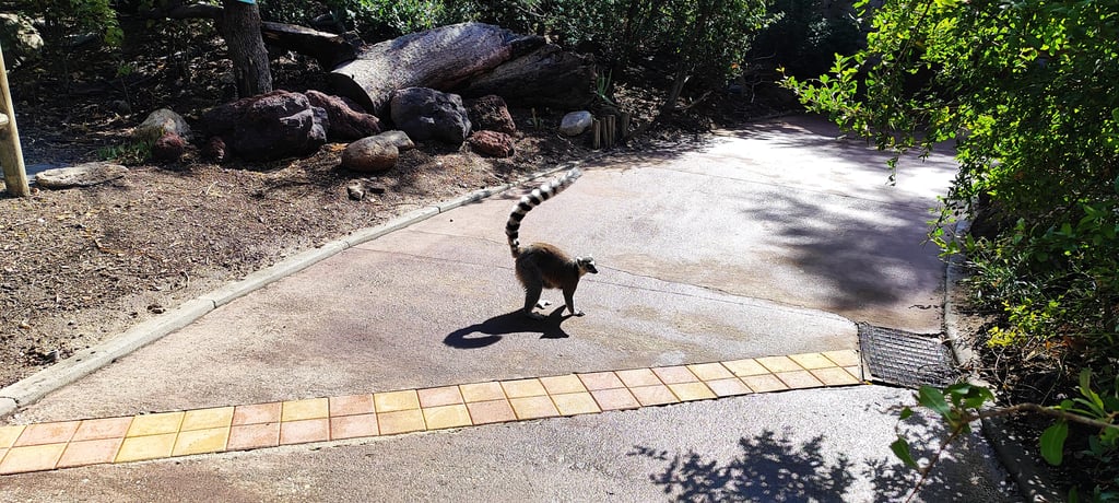 Lémur - Qué ver en 1 día en Faunia