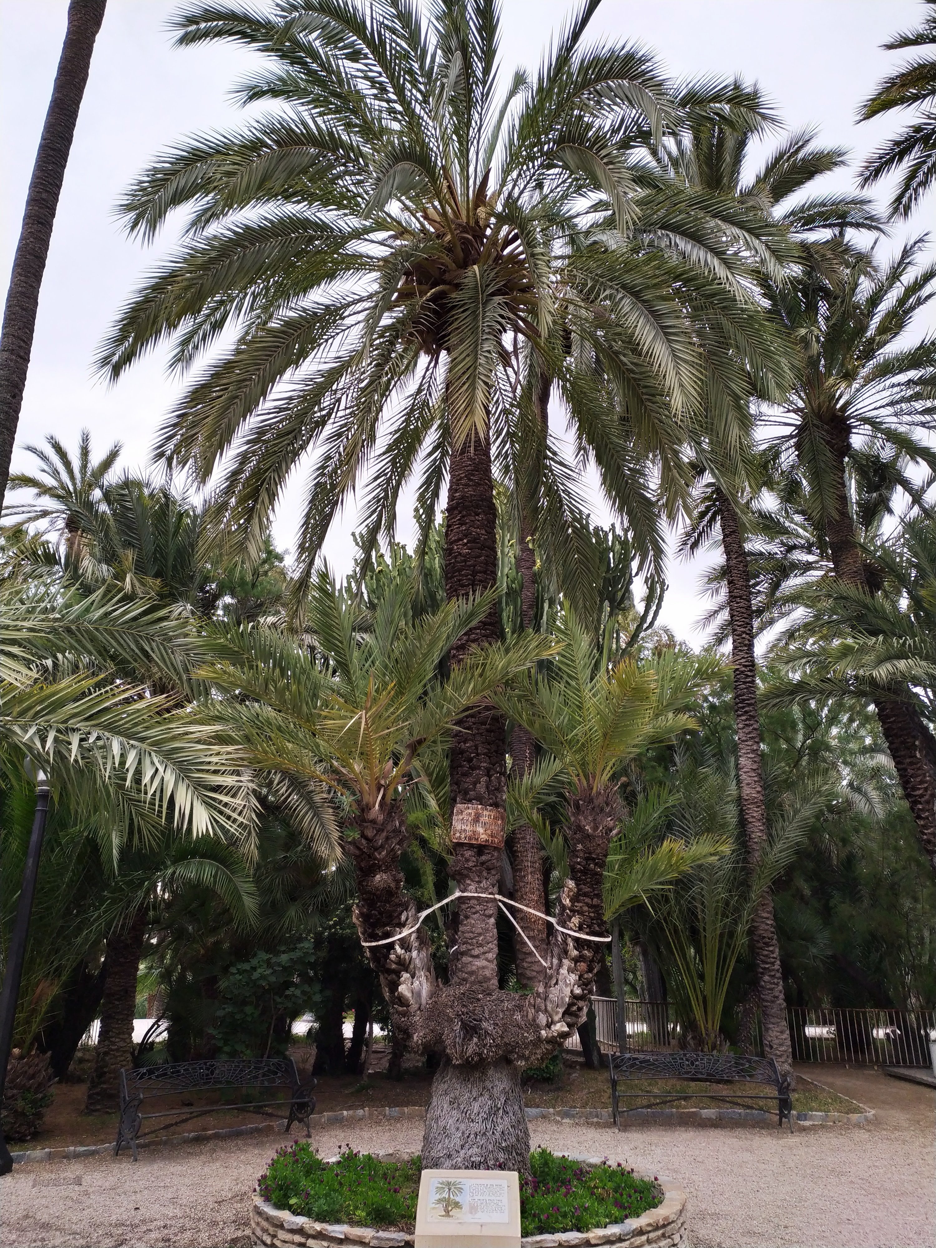 Palmera especial - Visitar Elche en 1 día en familia