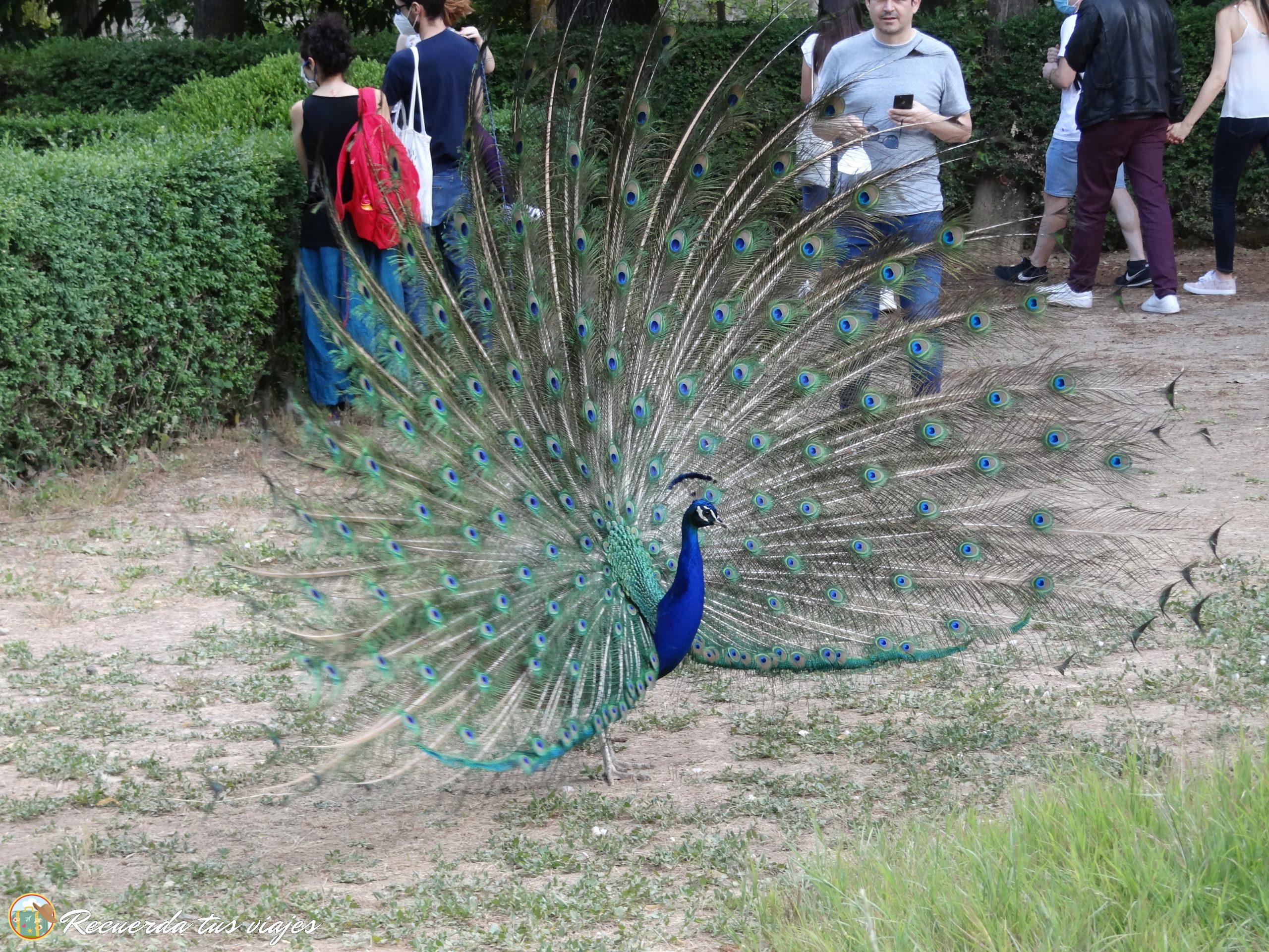 Pavo Real - Visitar Aranjuez en un día
