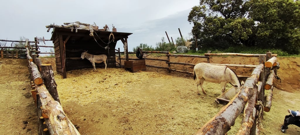 Animales por el parque