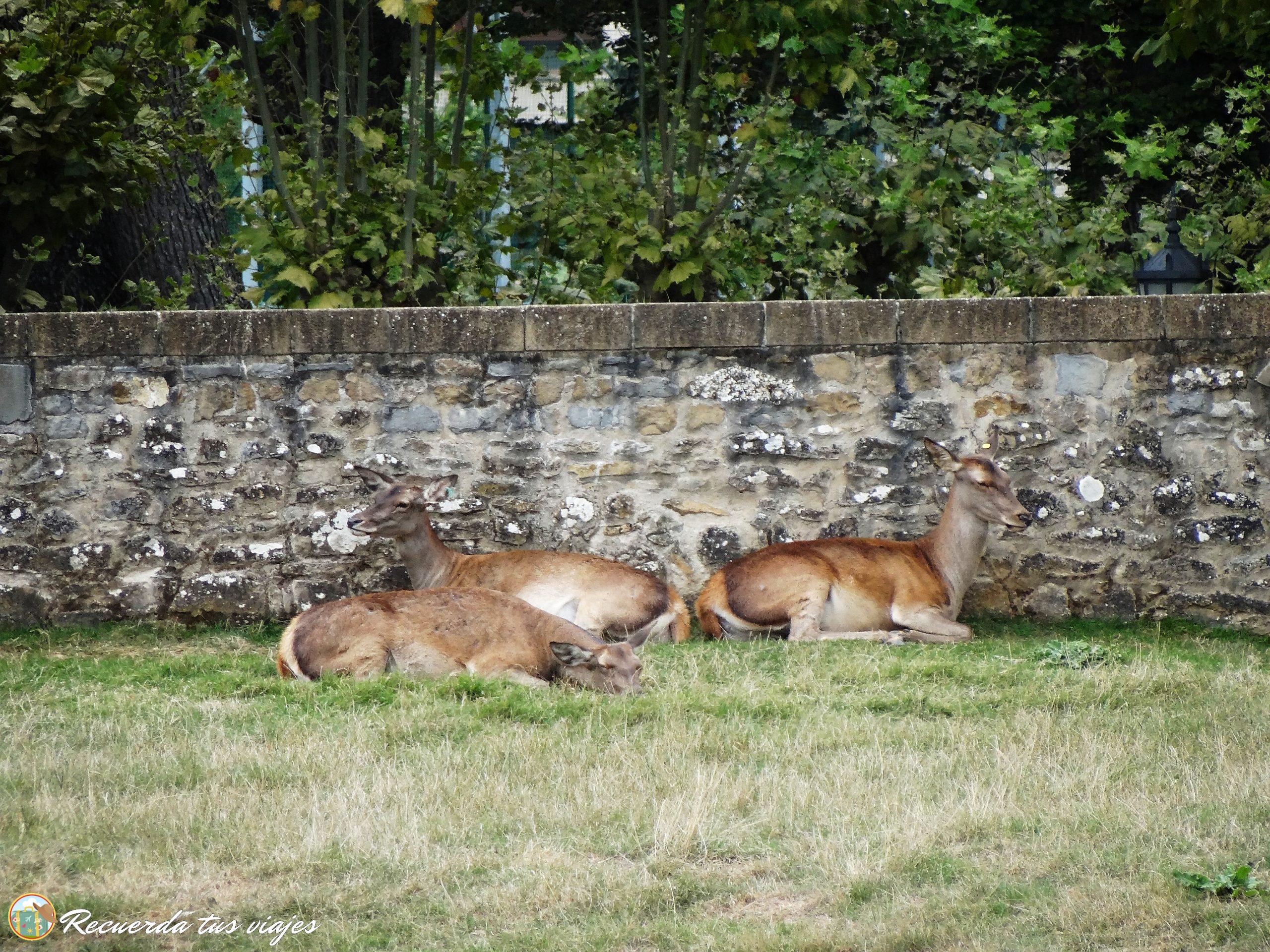 Ciervos de los Jardines de la Taconera