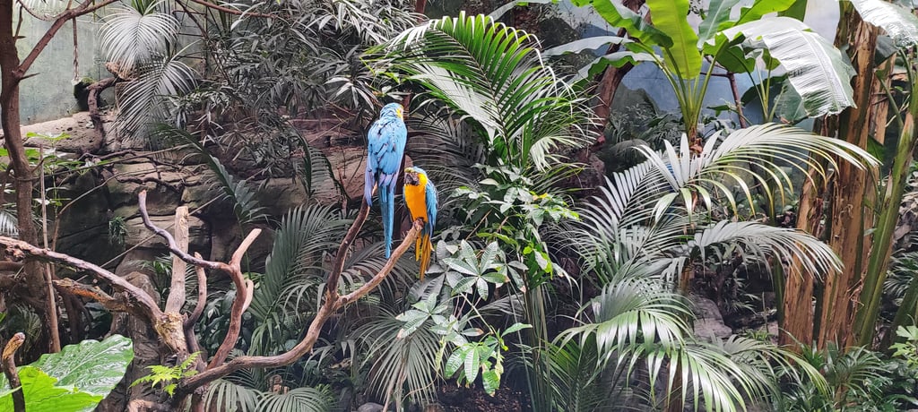 Guacamayos azules - Qué ver en 1 día en Faunia