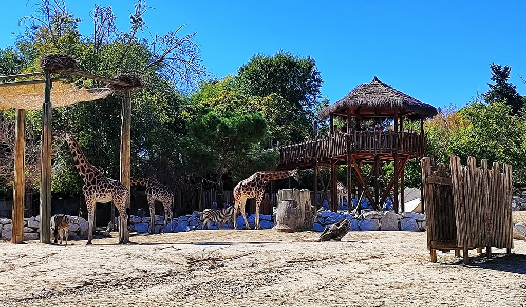 Jirafas y cebras - 1 día en el Zoo Aquarium de Madrid