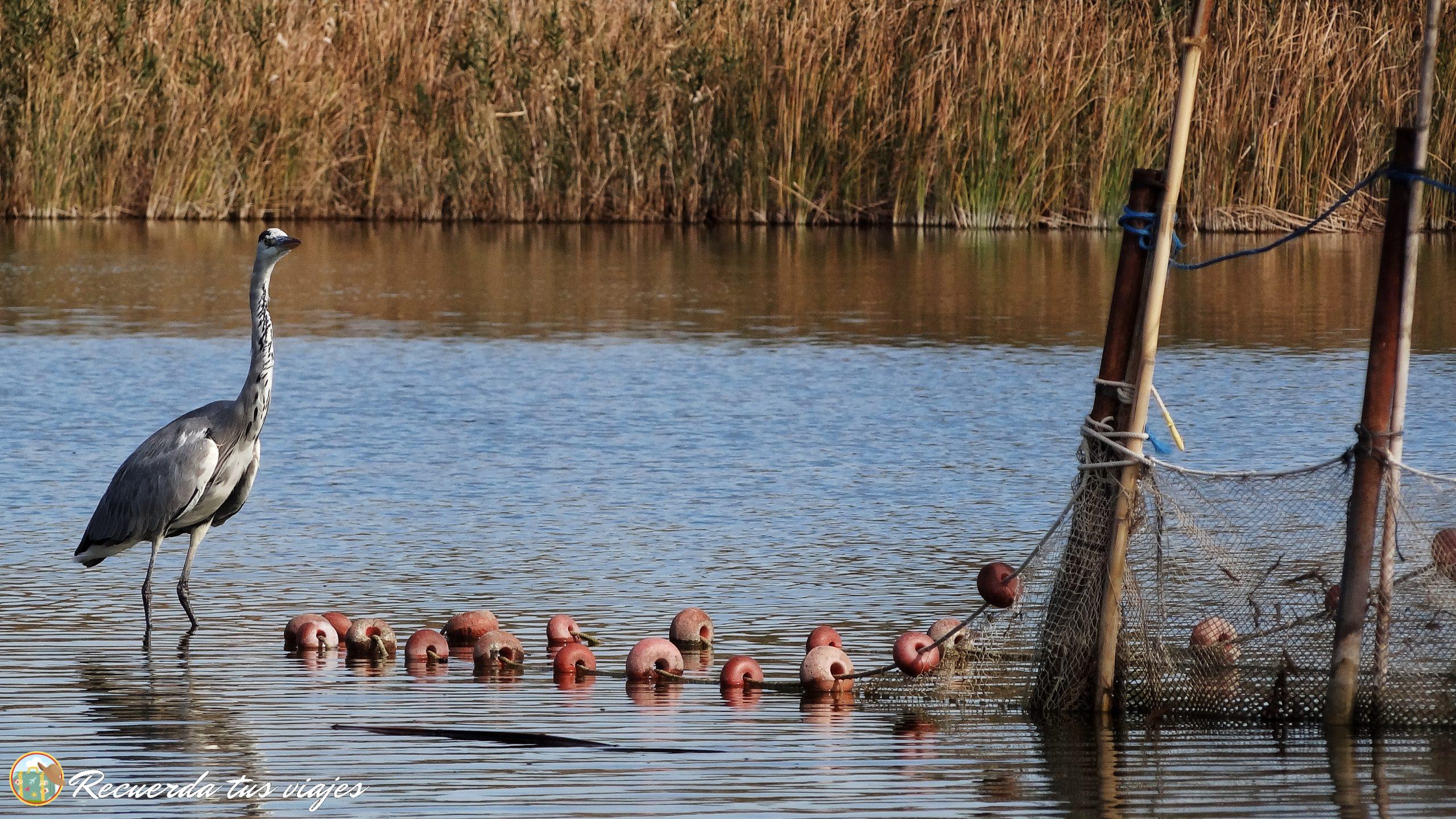 Visitar la Albufera de Valencia - Garza