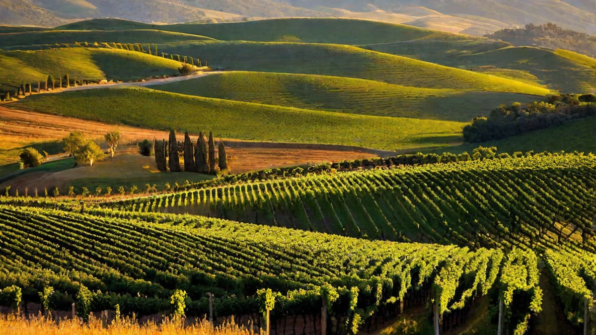 Where Do I Buy Wine Near Me