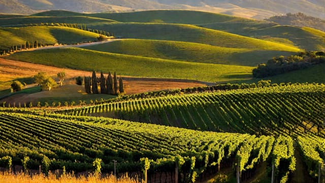 Where Do I Buy Wine Near Me