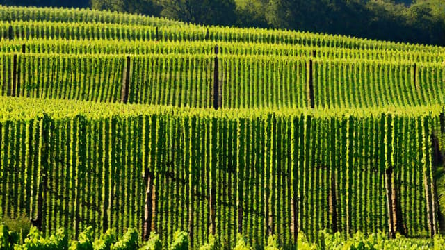 Is Woodbridge A Good Wine