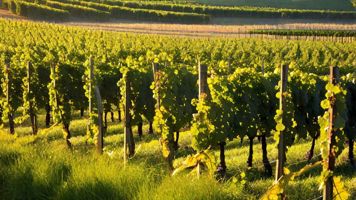 What Grapes Are In Champagne