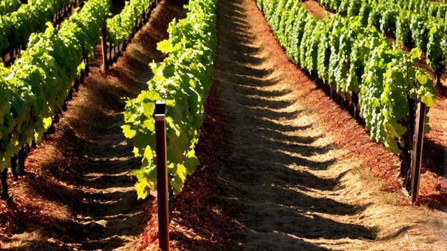 Can Wine Cause Gout