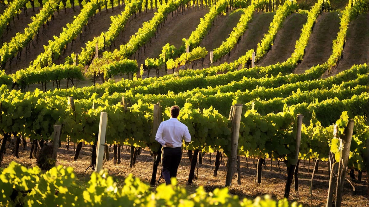 Which Way To The Wine Shirt