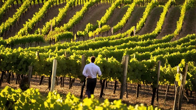 Which Way To The Wine Shirt