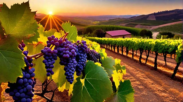 What Is Syrah Wine