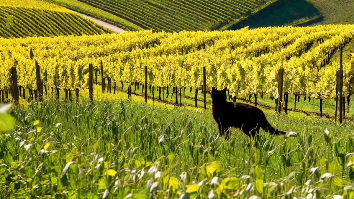 Where To Buy Moselland Cat Riesling