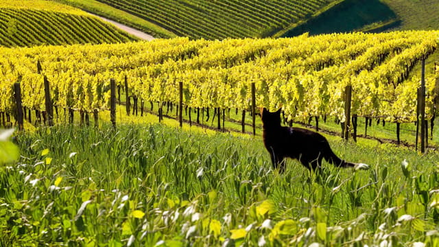 Where To Buy Moselland Cat Riesling