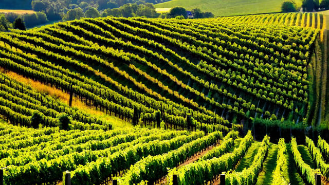 Where Can You Buy Non Alcoholic Wine