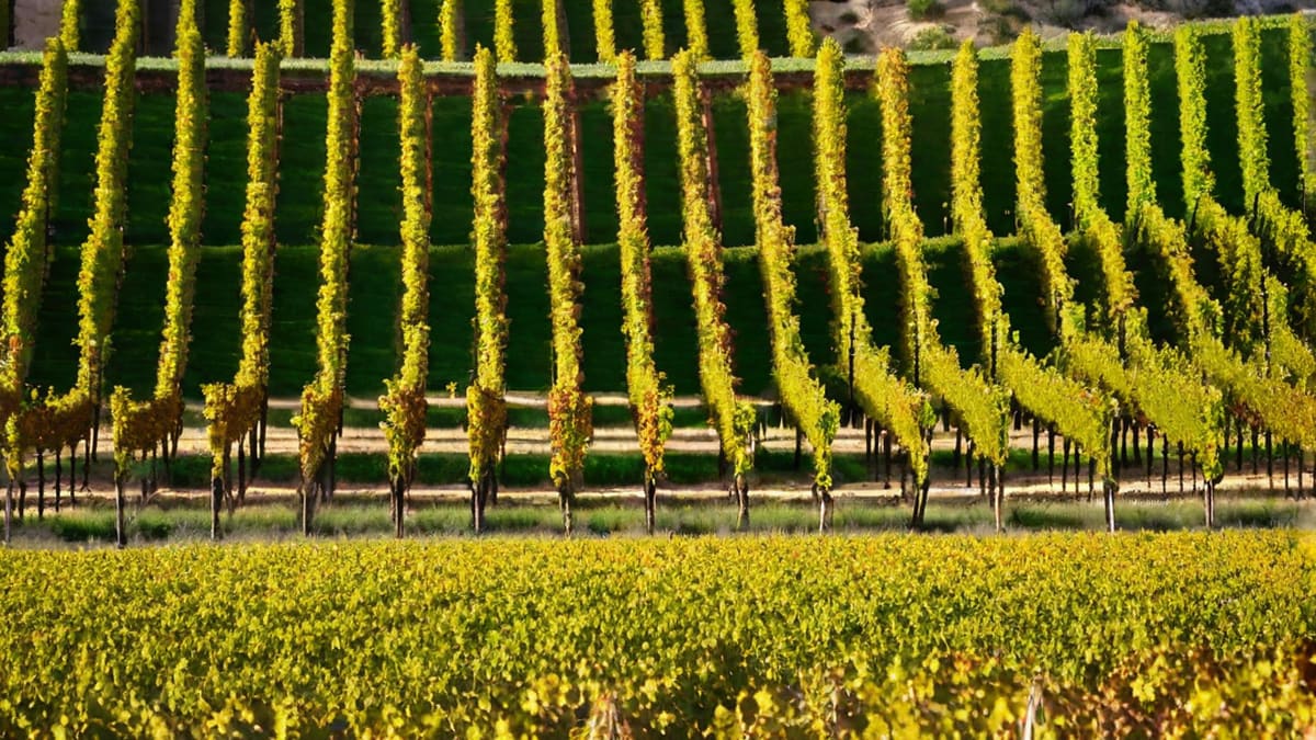 What Type Of Wine Is Marsala