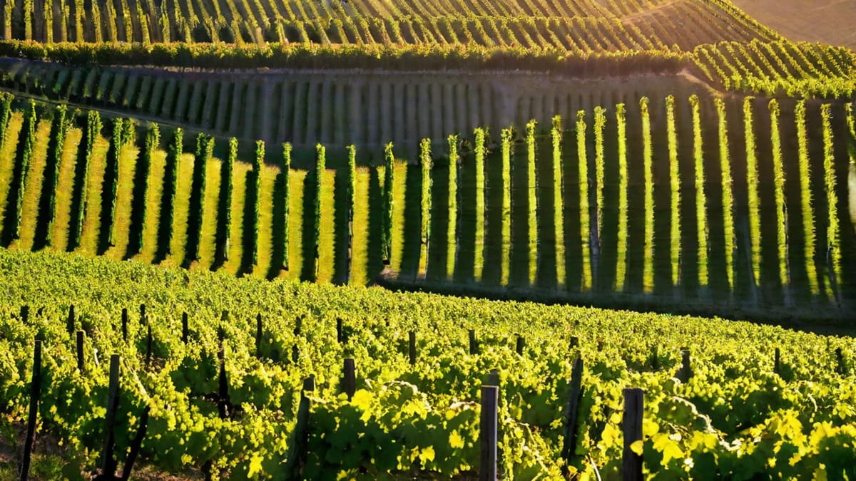 Is All Wine Made From Grapes