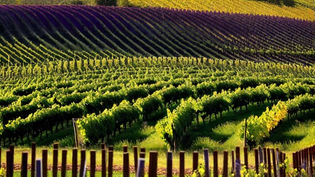 Is Zinfandel Wine Sweet
