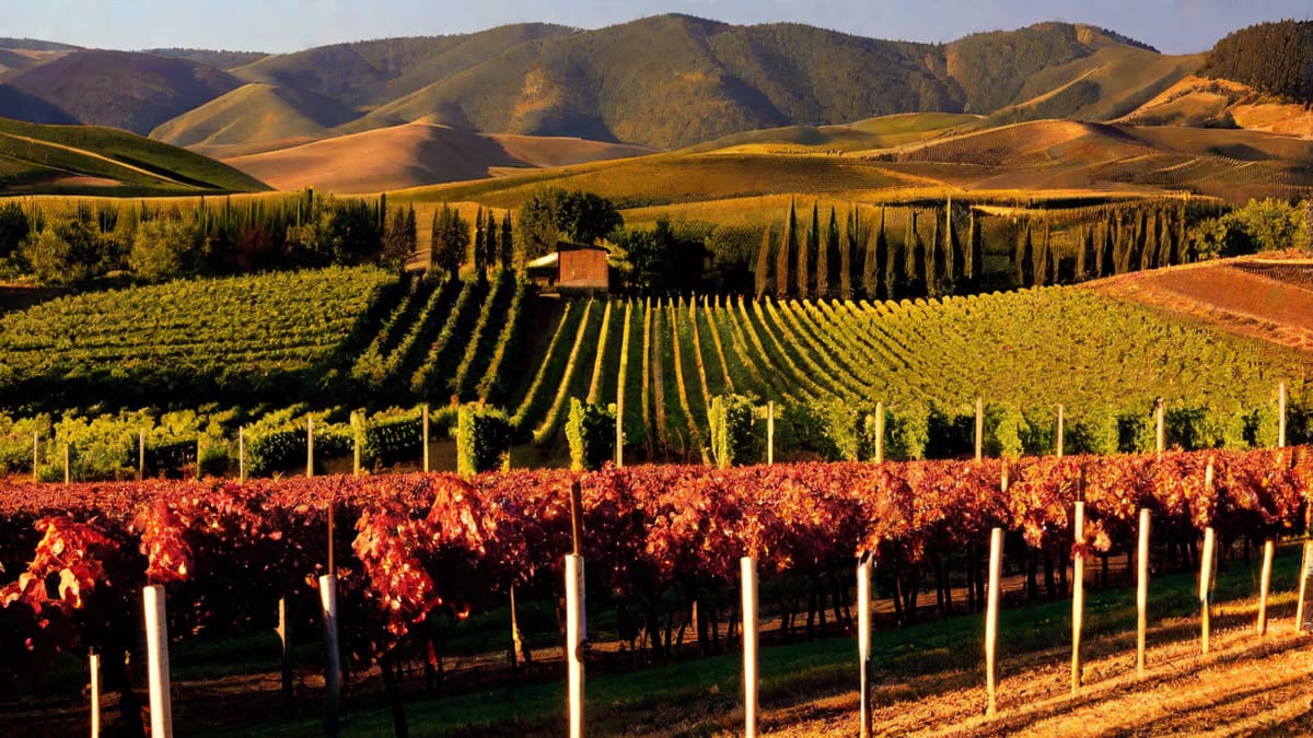 How Dry Is Pinot Noir