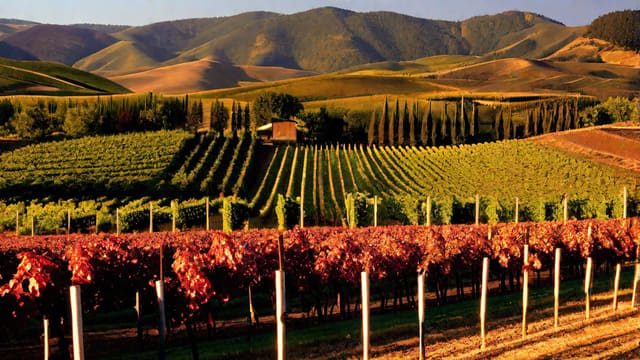 How Dry Is Pinot Noir