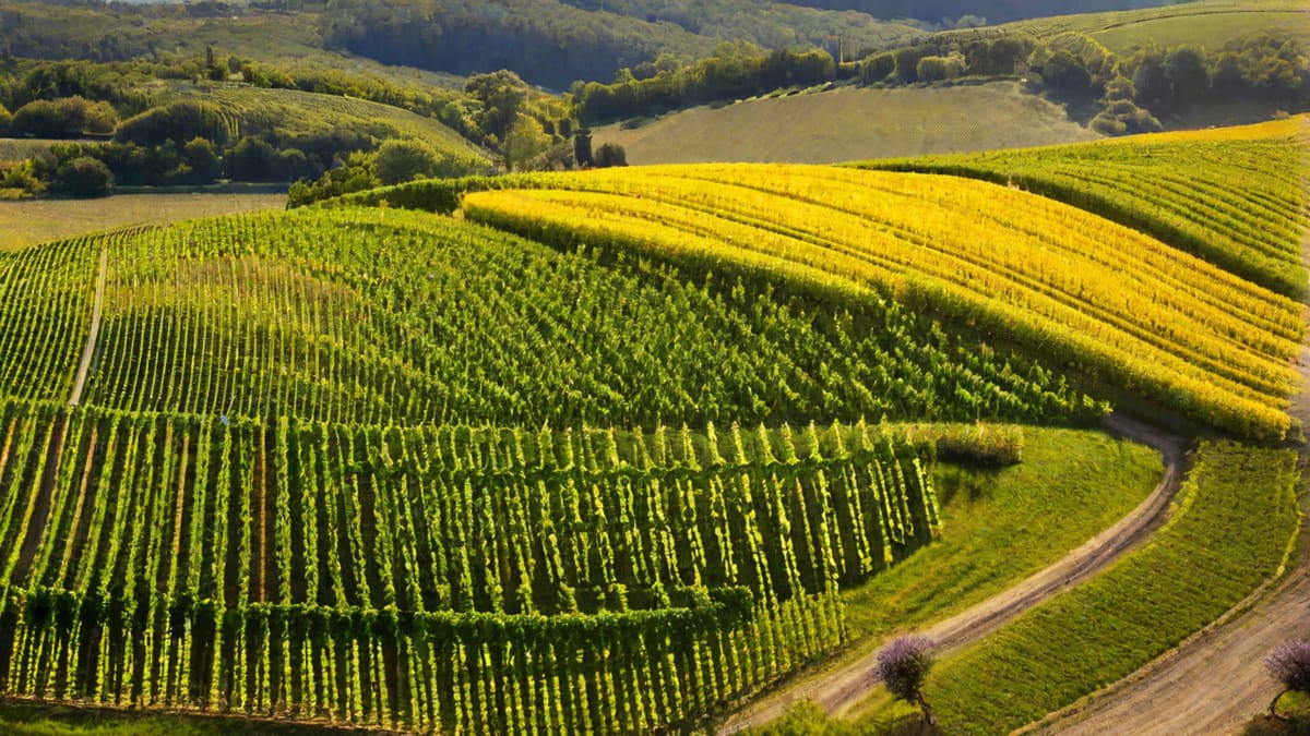 What Is Sustainable Wine