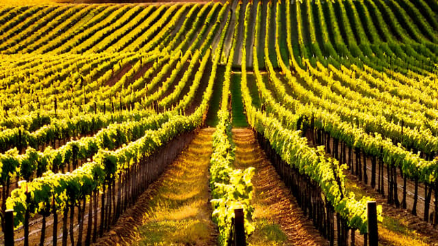 Is Riesling A Dessert Wine