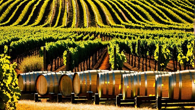 How To Become A Wine Importer