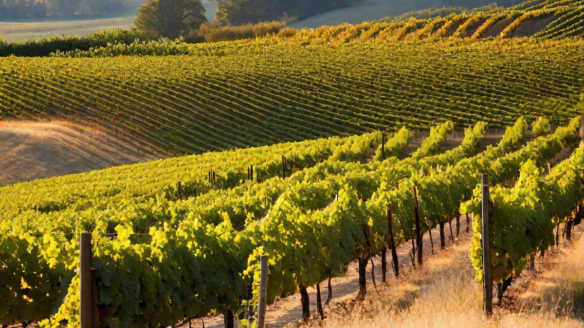 Does Wine Have An Expiration Date