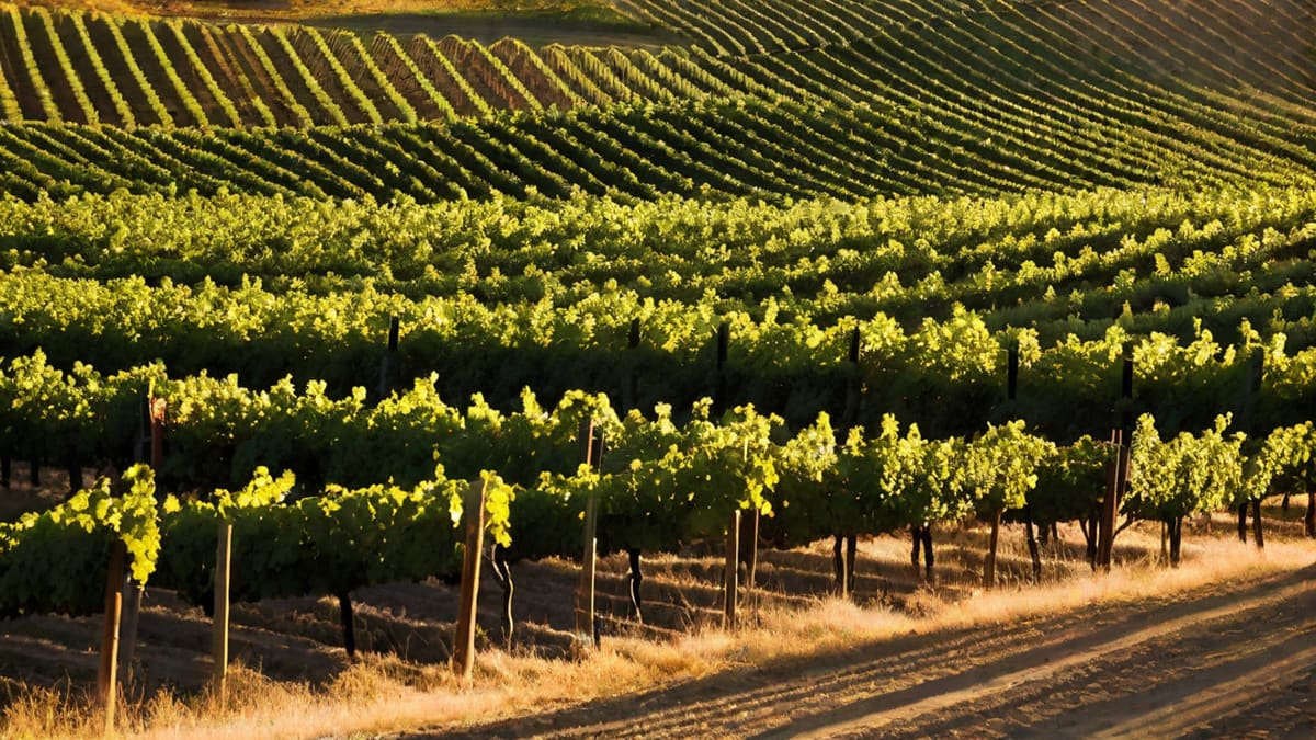 What Kind Of Wine Is Cabernet Sauvignon