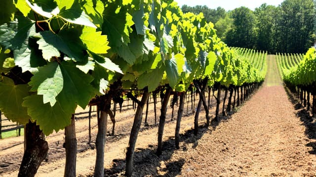What To Do With Muscadine Grapes