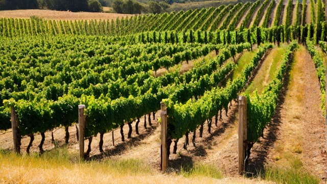 What Is The World's Most Expensive Wine