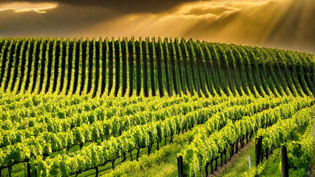 How Much Carb In Wine