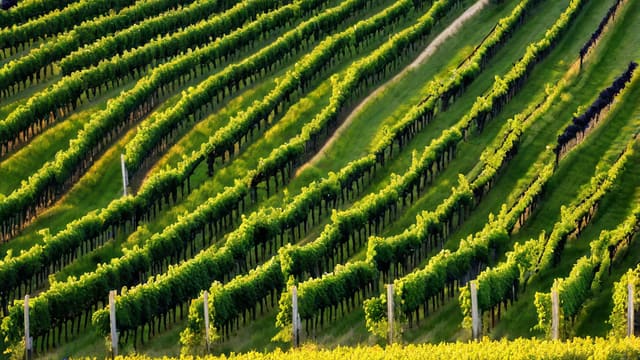 Grapes And Wine